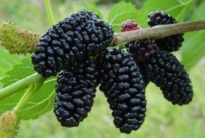 Mulberry Black
