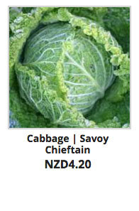 Recommended_Seeds_Cabbage_Savoy_Chieftain