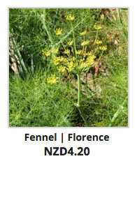 Recommended_Seeds_Fennel_Florence