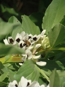bee on broad bean flowers
