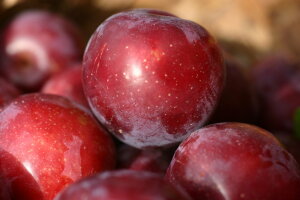 Little John Plum Trees have a red flesh and outstanding flavour. Ripe for picking early February.