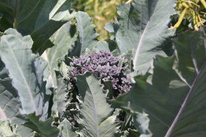 purple srouting broccoli