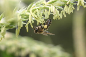 we love bees .. bees on corn pollen