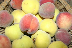 Matakohe Peach Tree- yellow peach, buttery and amazingly sweet!