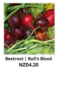 Recommended_Seeds_Beetroot_Bulls_Blood