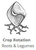 Crop_Rotation_Roots_and_Legumes