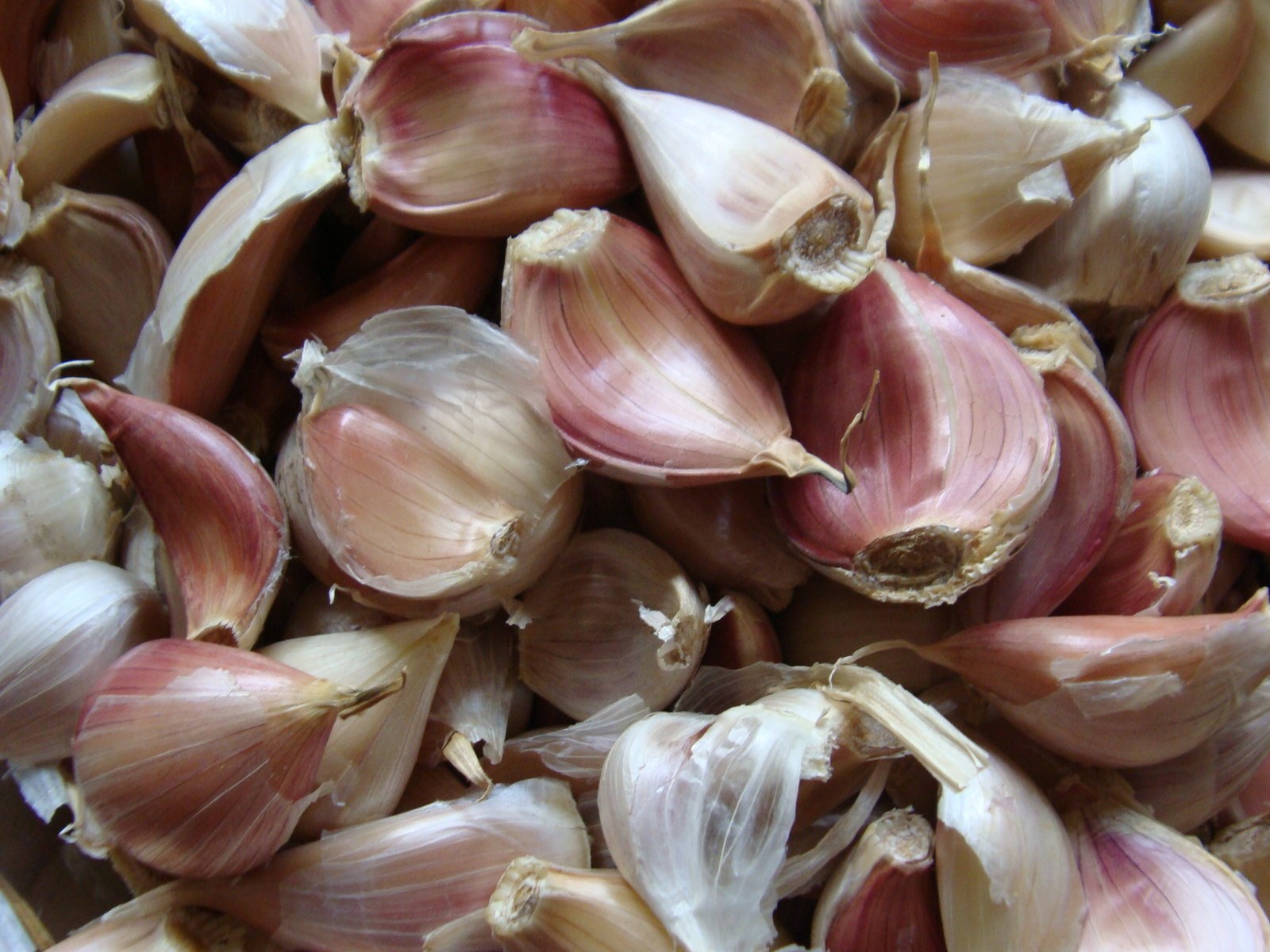 Growing Great Garlic | Koanga Institute