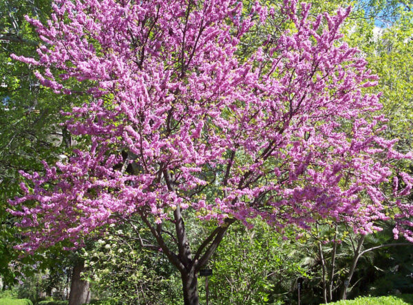 Cercis_chinensis