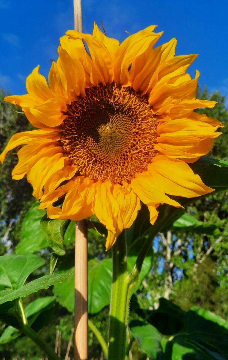 Sunflower Rocky Mountain