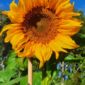 20210114_073255-Rocky-Mountain-Sunflower-edited-scaled