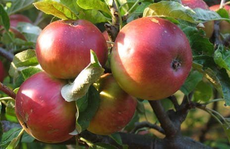 Apple-Worcester-Pearmain