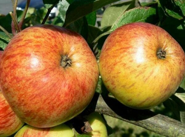 Apple-browns-apple-trees_3