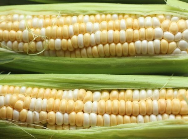 Corn-Heritage-Bi-Colour