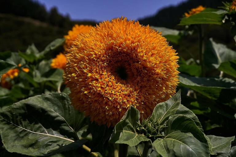 Sunflower Lion’s Mane