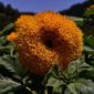 DSC02733-Lions-Mane-Sunflowers-scaled