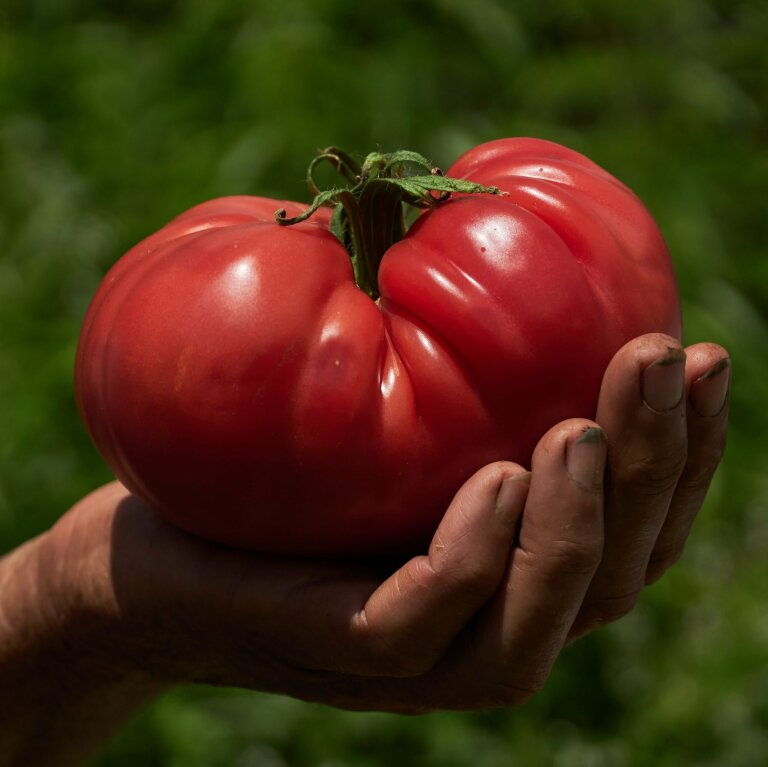 Tomato Croatian