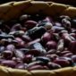 DSC03023-gila-bean-seeds-scaled