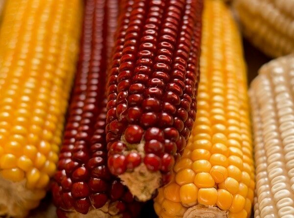 Hokianga-Red-Yellow-Maize-reduced