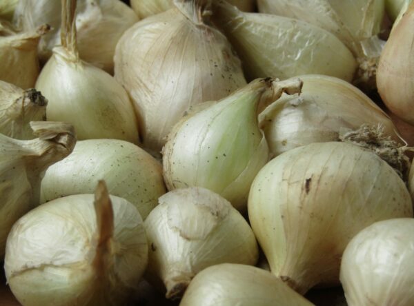 IMG_0511-White-Potato-Onion