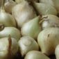 IMG_0511-White-Potato-Onion