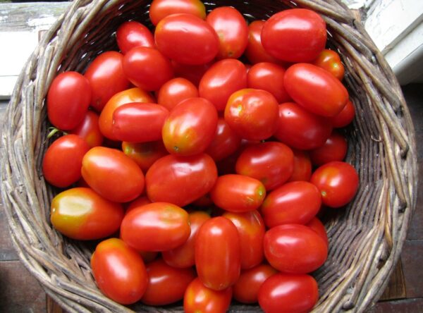 IMG_0748-Alma-Tomatoes-scaled