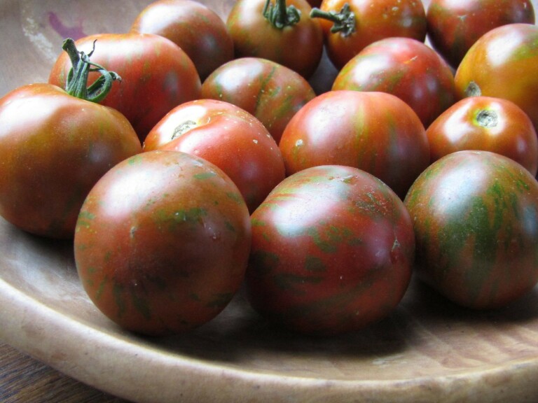 Tomato Guernsey Island | Members Only Preservation Pack