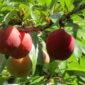 IMG_2932-Little-John-Plums-scaled