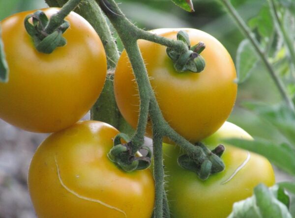 IMG_2976-Yellow-Cropper-Tomato-edited-scaled