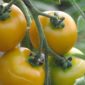 IMG_2976-Yellow-Cropper-Tomato-edited-scaled