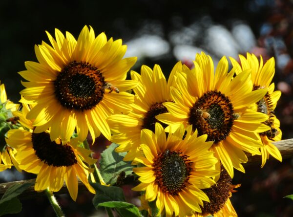 IMG_3153-Evening-Sun-Sunflowers-scaled-1