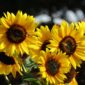 IMG_3153-Evening-Sun-Sunflowers-scaled-1