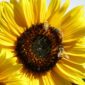 IMG_3155-Evening-Sun-Sunflowers-scaled