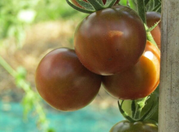 IMG_3200-Black-Cherry-Tomatoes-scaled