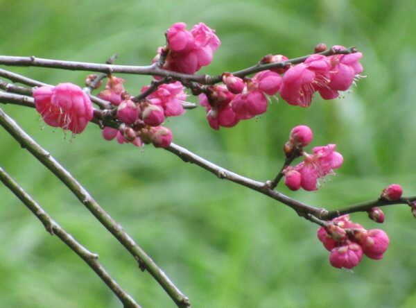 IMG_4520-Umeboshi-plum-blossom-scaled-1