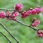 IMG_4520-Umeboshi-plum-blossom-scaled-1