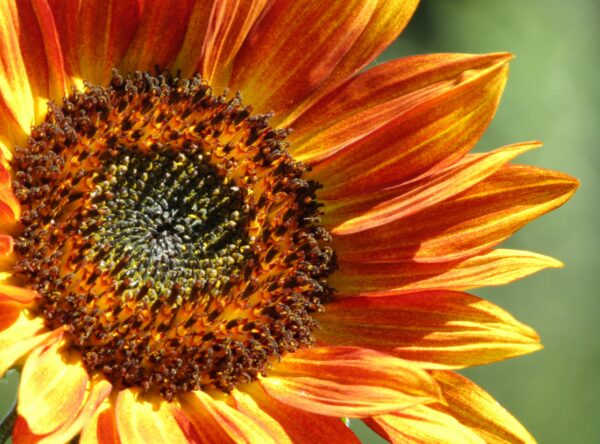 IMG_6702-Evening-Sun-Sunflower-scaled-1