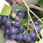 IMG_7107-Albany-Surprise-Grape-scaled-1