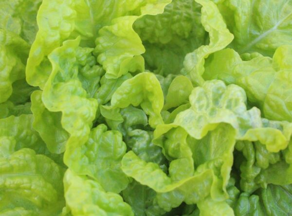IMG_7888-Joes-lettuce-amazing-all-winter-in-9-frosts-scaled