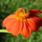 IMG_7957-Tithonia-and-bee-scaled