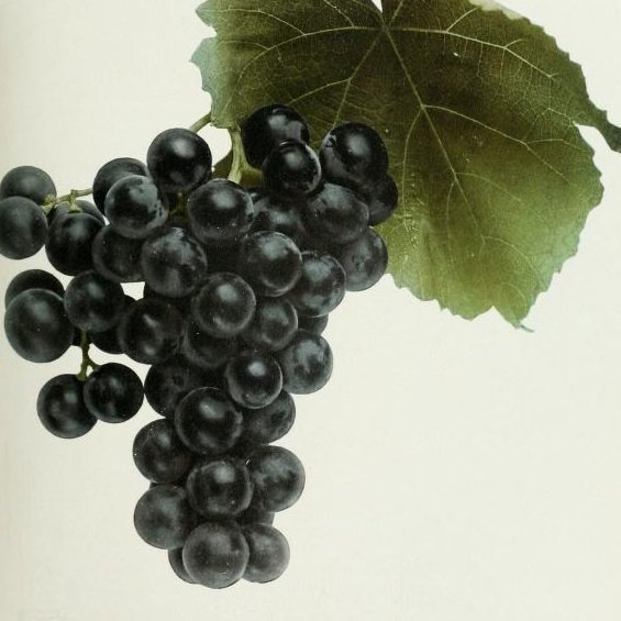 Isabella_grape