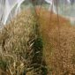 Konini-wheat-and-Essene-flax-seed-1-1