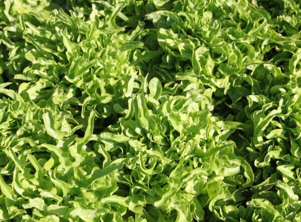 NZH-Finger-lettuce1.12.10-046