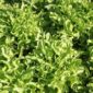 NZH-Finger-lettuce1.12.10-046