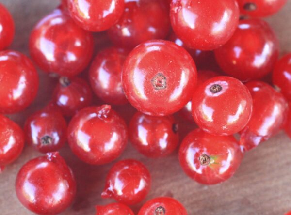 Ruby_Red_Currant