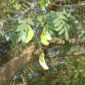 Tipuana_tipu_fruit_and_foliage