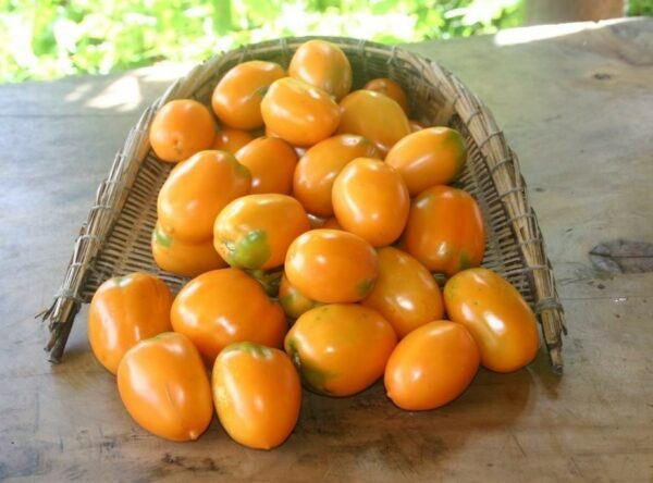 Tomato-Orange-Roma-1024x683-1