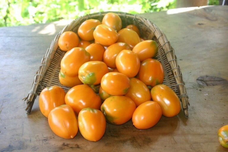 Tomato Orange Roma | Members Only Preservation Packet