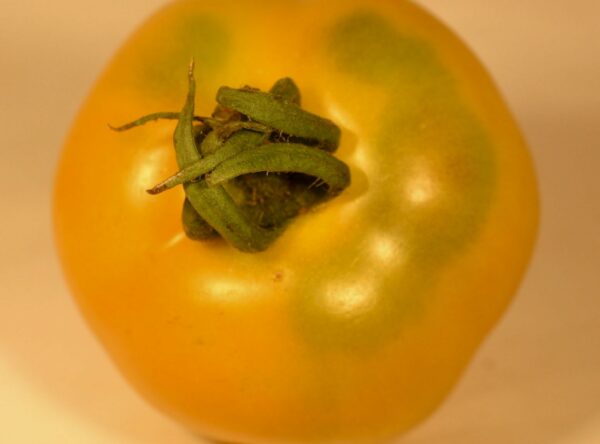 Tomato_Yellow_Yummy_1