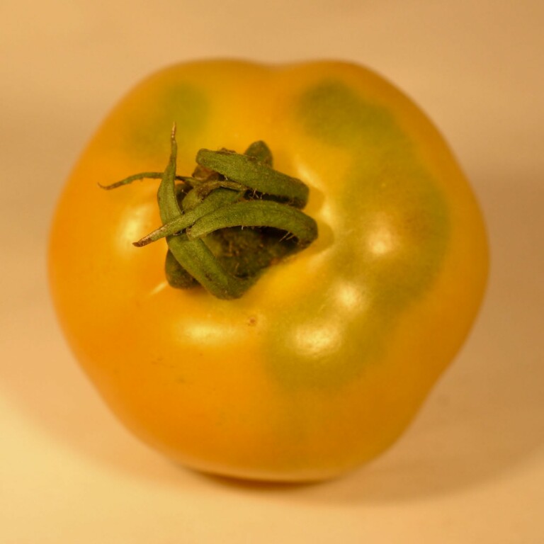 Tomato Yellow Yummy | Members Only Preservation Packet