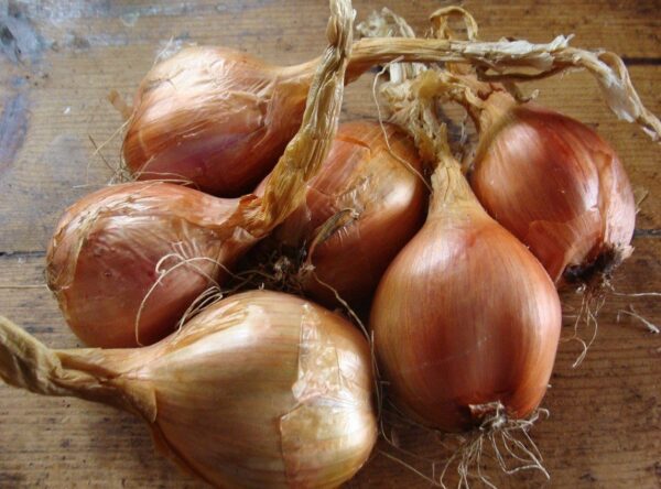 Tree-Onions-2013-2